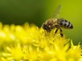 ミツバチの知能をロボットに--救助活動に応用の可能性も