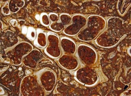　7倍に拡大した、化石化した淡水産の巻き貝（Elimia tenera）とカイミジンコ（貝虫類）を含むツリテラアゲート。ウィスコンシン大学スティーブンスポイント校のDouglas Moore氏が撮影。

　この画像は、2012年のNikon International Small World Photomicrography Competitionで第16位に入賞した。
