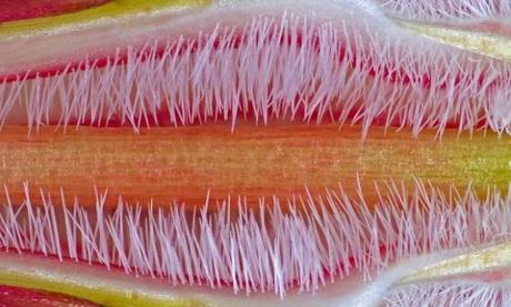 　10倍に拡大した、キョウチクトウ科の花を咲かせる植物の一種であるアデニウムオベスムの雌しべ。アデニウムオベスムは、モーリタニアとセネガルからスーダンにかけてのサハラ砂漠の南にある、サヘル地域の原産だ。プエルトリコ大学マヤグエス校Biology departmentのJose R. Almodovar Rivera氏が撮影。

　この画像は、2012年のNikon International Small World Photomicrography Competitionで第14位に入賞した。
