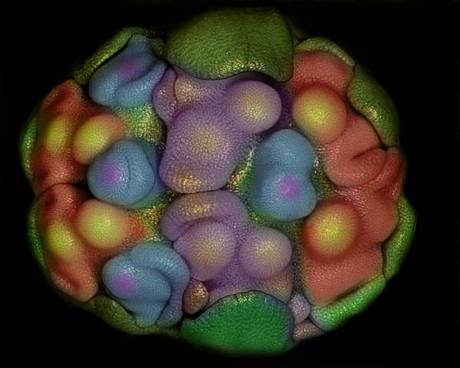 　ニンニク開花の最初期のカラフルな画像。イランのタブリーズ大学Department of Plant Biologyに所属するSomayeh Naghiloo博士による撮影。

　この画像は、2012年のNikon International Small World Photomicrography Competitionで第19位に入賞した。

