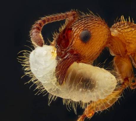 　5倍に拡大した、幼虫を運ぶアリの画像。ノルウェー、アスカーのGeir Drange氏が撮影。

　この画像は、2012年のNikon International Small World Photomicrography Competitionで第9位に入賞した。
