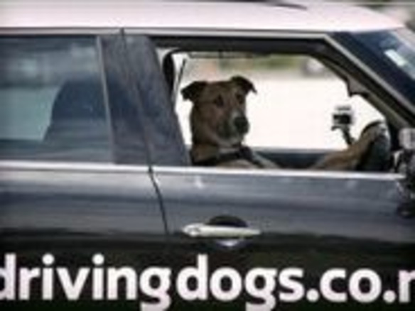犬が車を運転--ニュージーランドで動画が公開