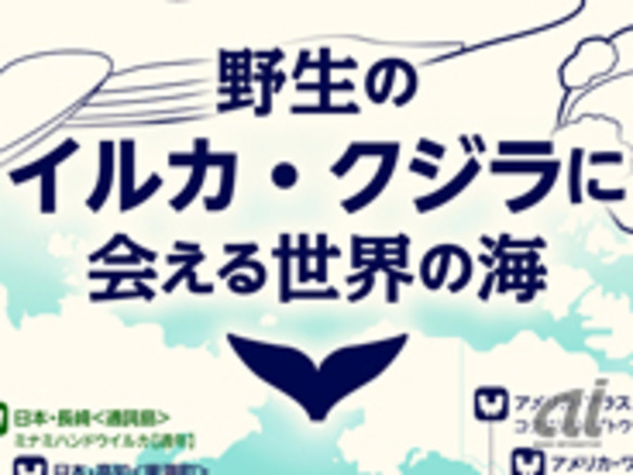 東京はイルカ・クジラに会える国内有数のスポット--トリップグラフィックス