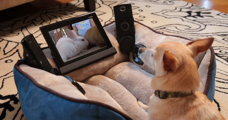 　ソニーが2013年のエイプリルフールに仕掛けたのは、新登場のペット向けハイテク製品「Animalia」シリーズを紹介する動画だ。この動画には、猫向けのヘッドフォンだけでなく、犬用サイズのビデオシステムも登場する。