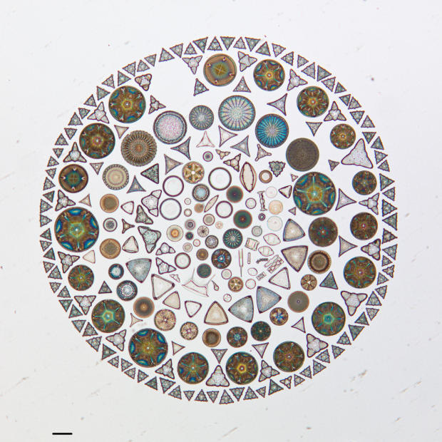 　地球上で最も小さい生命体の1つに数えられるケイ藻は、藻類の主要なグループであり、10万種近くが存在する。この単細胞生物は、科学研究や博物館での展示のために、これまでに何度となく撮影されてきた。カリフォルニア科学アカデミーのケイ藻コレクションには、5万点以上の標本と、12万5000点のスライドガラス標本がある。

　しかし世界では、科学をアートとして楽しむホビイストたちが、この小さな生命体を並べて着色し、マンダラのような芸術作品にしている。最近カリフォルニア科学アカデミーがFlickrページで公開したこの顕微鏡による芸術作品は信じられないほど小さい。この写真にあるスケールバーの長さは100ミクロン（約0.1mm）だ。

　ほかのものと比較してみると、ヒトの髪の毛1本の幅が最大で181ミクロン（約0.18mm）、標準的なクレジットカードの厚さが760ミクロン（約0.76mm）だ。

　この写真のケイ藻はロシアで採集され、1952年にA.L. Brigger氏がスライドガラスに配置したものだ。

　この写真の色は、ケイ藻の実際の色ではないことに注意してほしい。