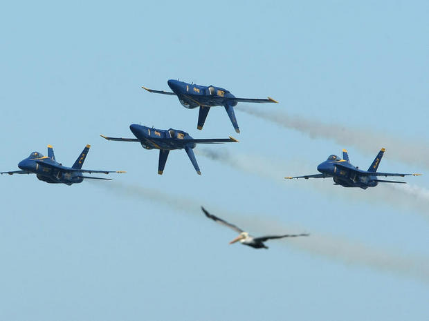 　これは変わった種類の接近飛行だ。1羽のペリカンが、Blue AngelsのF/A-18 Hornetと編隊飛行しているように見える。2009年にサンフランシスコ上空を飛行した時に撮影された。

　3月15日から始まった2014年シーズンは、11月8日にフロリダ州ペンサコーラの海軍航空基地で終わりを迎える予定だ。Blue Angelsは2014年に、米国内34カ所で65回のショーを予定しており、観客数は1500万人以上になると予想されている。