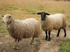 SBエナジー、太陽光発電施設の除草に羊やヤギを試験導入