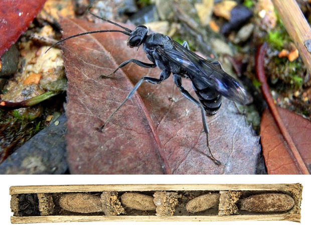 恐怖のハチの巣

学名：Deuteragenia ossarium

　中国に生息するこのハチ（「ボーン・ハウス・ワスプ」としても知られる）は、特徴的な方法で幼虫の巣を作る。中が空洞になっている木の幹を見つけて、それぞれの部屋に1つの卵を入れ、それぞれの巣室にクモの死骸を追加する。ふ化した幼虫のエサにするためだ。最後の部屋には、卵は1つもなく、アリの死骸が積み上げられる。

　研究者の間では、これらのアリが発するにおいを利用して、においを頼りに獲物を探す捕食者から卵を隠しているのではないか、と考えられている。同様の巣を作るがアリの死骸は置かないハチと比較すると、この仮説は説得力があるように思える。

　画像の下部を見れば、このハチの巣がどのようなものか分かるだろう。
