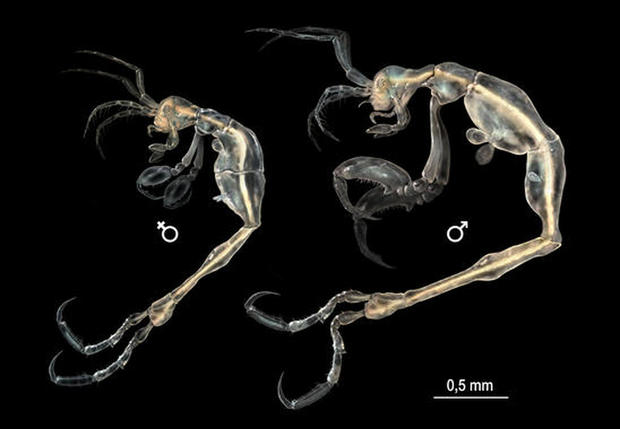 透明の「小エビ」

　このぼんやりした小エビのような生物は、スペインのセビリア大学のチームによって2013年に発見された。実際にはヨコエビ類という別の甲殻類に属する新種で、ロサンゼルスから近いカタリナ島沖の洞窟に生息する。
