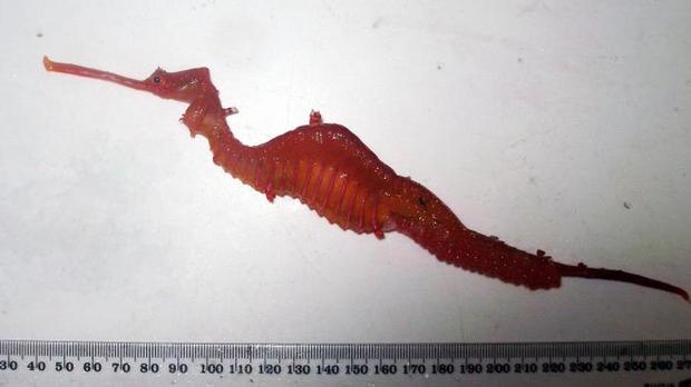 赤い竜

　この色鮮やかなルビーのようなシードラゴンは、2015年5月に発表されたばかりだ。発見者の1人である西オーストラリア博物館のNerida Wilson氏によると、「大洋では間違いなく、まだまだ多くの刺激的な発見が私たちを待っている」ことを証明するものだという。
