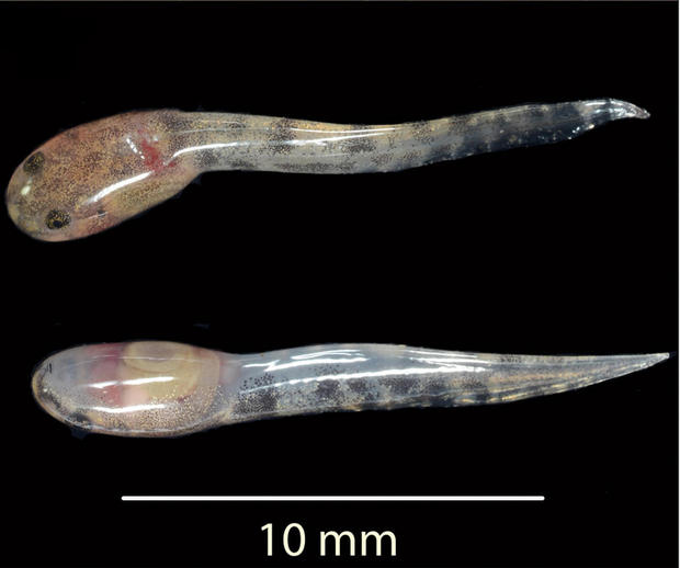 牙を持つカエルが産むオタマジャクシ

　新たに公開されたLimnonectes larvaepartusのオタマジャクシを近くから見た写真。カエルからオタマジャクシが産まれる珍しい繁殖の例だ。

