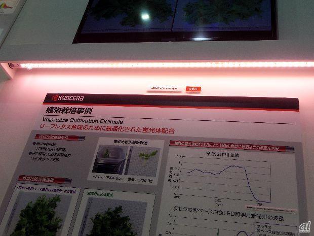 　LEDによる野菜栽培も、ここ数年話題の1つ。京セラブースでは植物育成用LED光源を展示。リーフレタス育成のために最適化された蛍光体を配合し、柔らかな赤みを帯びた色になる。

　実験によれば、蛍光灯で育成したリーフレタスに比べ、平均で2.8cm大きく、7.5g重い、リーフレタスが栽培できたとしている。