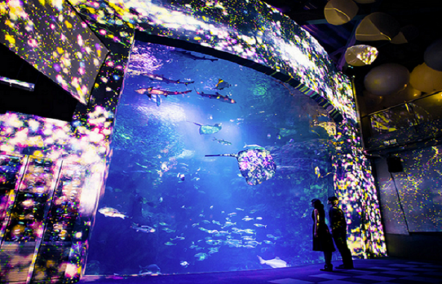 　チームラボと江ノ島水族館がコラボレーションした「ナイトワンダーアクアリウム2015」では、魚たちの泳ぎに合わせたインタラクティブな演出により、幻想的な空間を創造した。

（画像：チームラボ / teamLab）