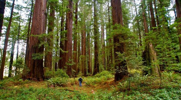 イウォークの故郷。北カリフォルニア

　北カリフォルニアにある巨大なセコイアの森林は、イウォークの故郷であるエンドアとして使われている。イウォークは「エピソード7／フォースの覚醒」に登場しないが、このモフモフした生物が恋しいなら、1984年のスピンオフ作品「イウォーク・アドベンチャー」を見ることをおすすめする。
