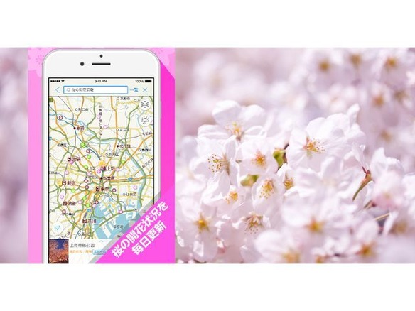 Yahoo!地図に「桜の開花情報」--全国約1000カ所のお花見スポット、開花状況を毎日更新