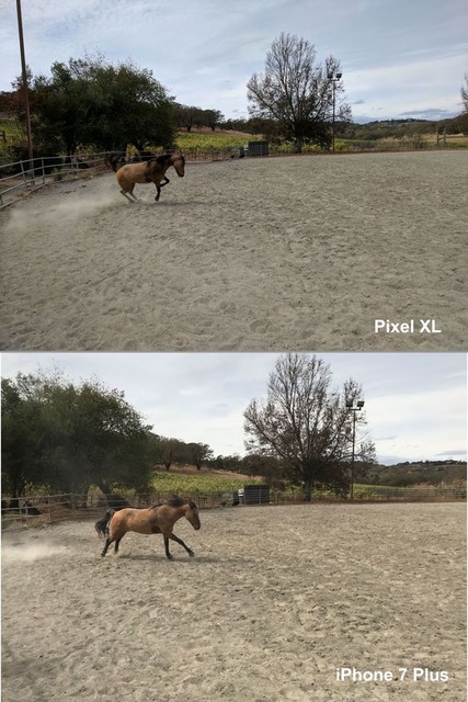 動く被写体を撮影

　どちらも飛び跳ねる馬をうまく捉えることができたが、Pixelの写真の方が輪郭がはっきりしており、フェンスの向こうにあるぶどう園のコントラストとディテールも優れている。勝者：Pixel。