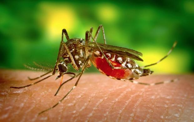 遺伝子ドライブ

　人為的に遺伝子を改変する遺伝子ドライブ技術を繁殖する昆虫に応用することで、マラリアやジカ、ライム病のような特定の病原体の拡大を食い止める研究が行われている。他にも、外部と遮断された生態系のなかにいる有害動物を撲滅するために利用される可能性がある。