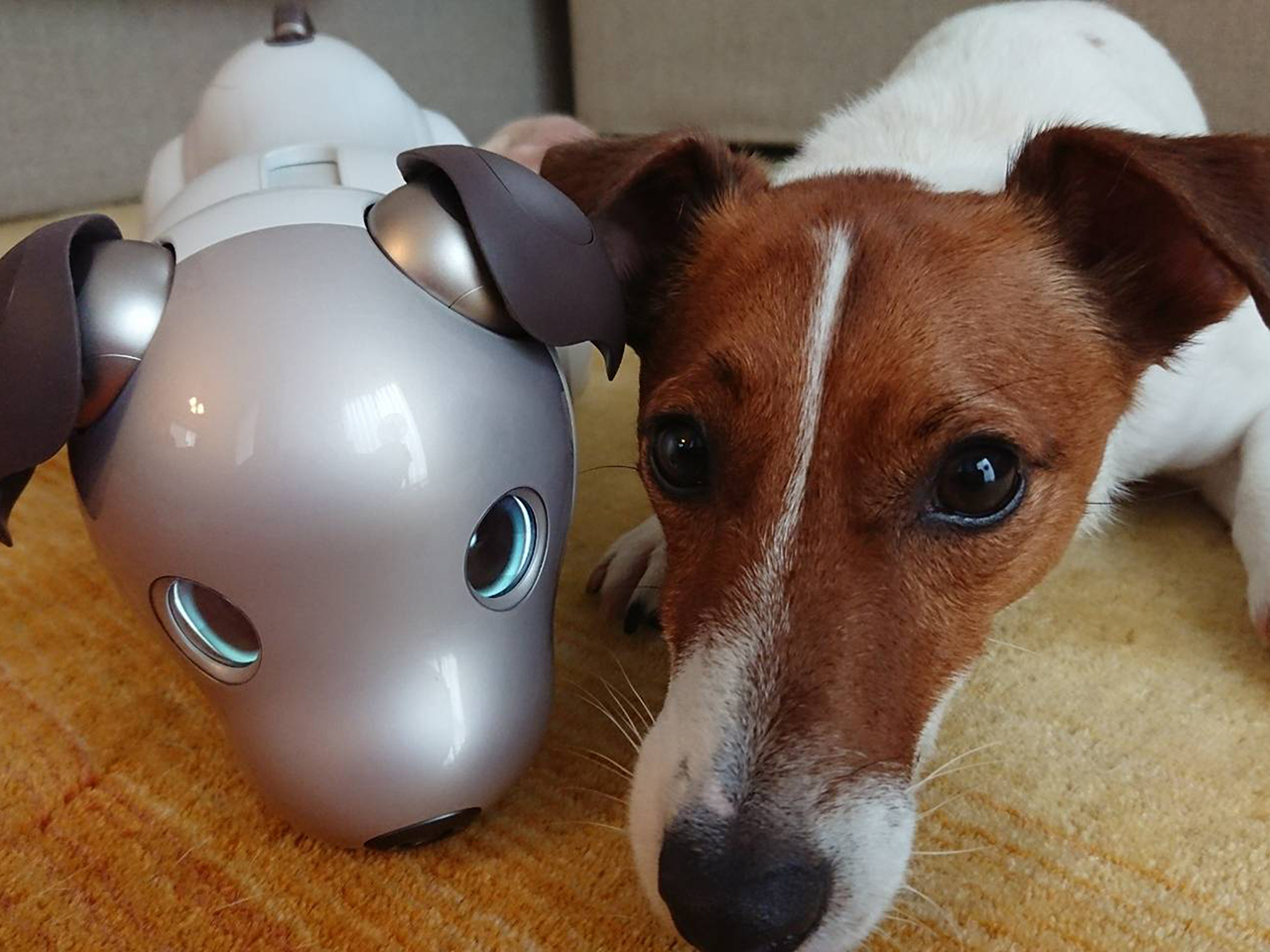 aiboと犬が2週間の共同生活--「犬型ロボットと犬の共生の可能性を 