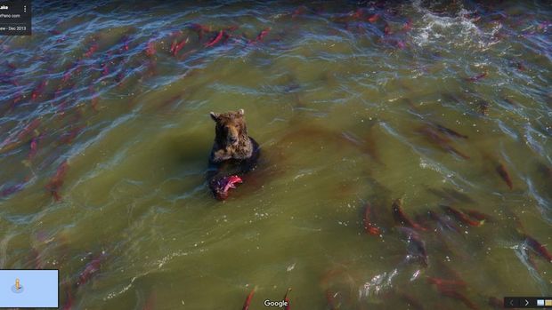ディナーの魚を捕まえるクマ

　ドローンは、ロシアのクリル湖でクマが魚を捕まえているところを撮影した。