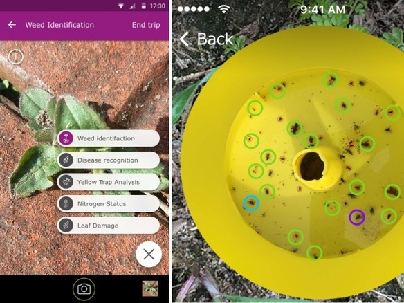スマホで撮影した農作物の病気や栄養状態を識別するアプリ「SCOUTING」--害虫も判別