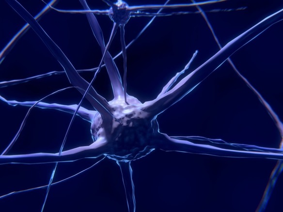 タフツ大学、人のiPS細胞から脳組織の3Dモデルを作製--「何カ月も神経活動を続行」