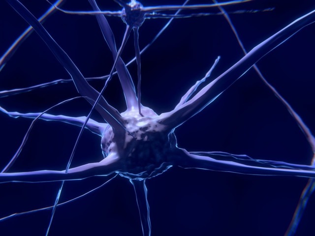 タフツ大学 人のips細胞から脳組織の3dモデルを作製 何カ月も神経活動を続行 Cnet Japan