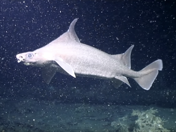 水中ドローンが深海で大活躍、知られざるサメの繁殖地を発見