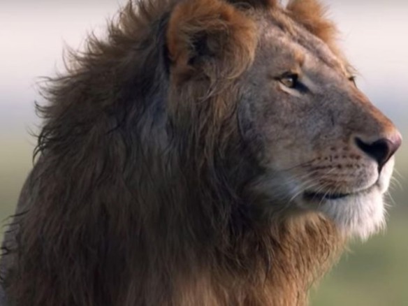 1頭のライオンが20頭のハイエナに立ち向かう--BBCの動画が再生600万回超える