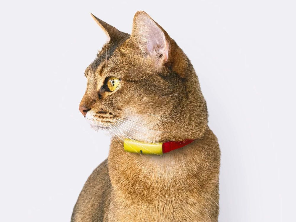愛猫を見守る首輪型デバイス「Catlog」が一般販売を開始--クロネコヤマトがお届け - CNET Japan