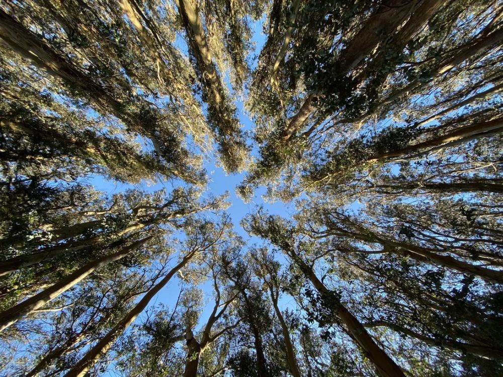木々を超広角カメラで撮影した写真