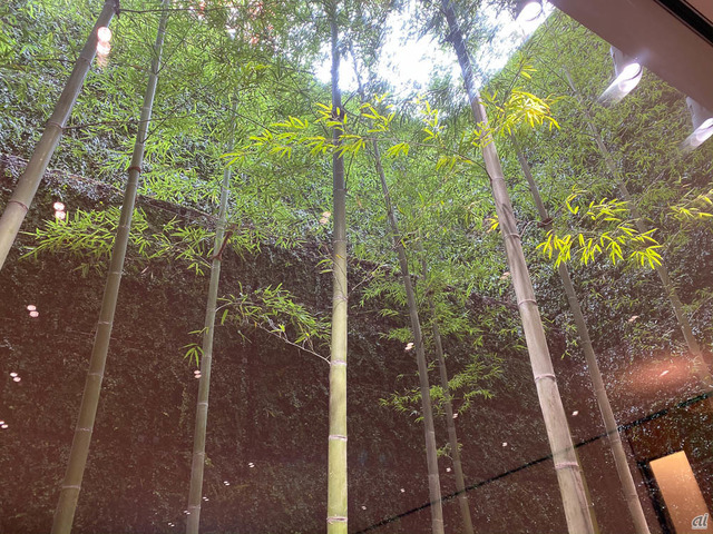 　庭の竹を見上げたところ。この写真は標準の画角。