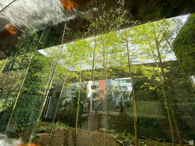 　Apple 福岡には、屋外に美しい竹が植えられており、ガラス越しに眺められる。