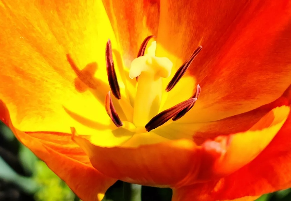 鮮やかなオレンジ色の花の写真