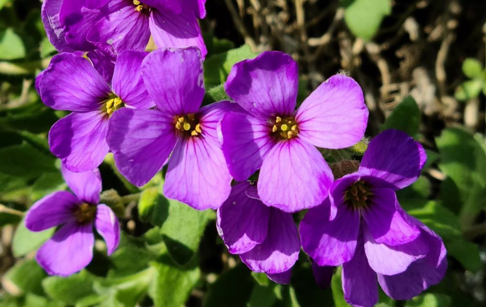 自動モードで近くから撮影した紫色の花々