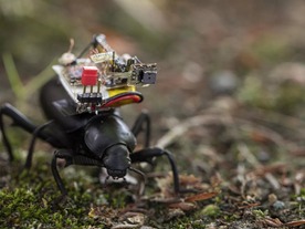 甲虫の背に小型カメラ--虫の視界を探求する科学者たち