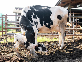 ファームノート、AIとクラウドを活用した牛群管理システムに牛の分娩検知機能