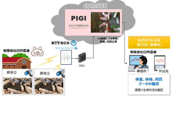 コーンテックとNTT東日本、AIカメラを活用した養豚計測で実証実験