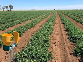 NECとカゴメ、農業ICTプラットフォームでトマト生産者の営農支援を強化