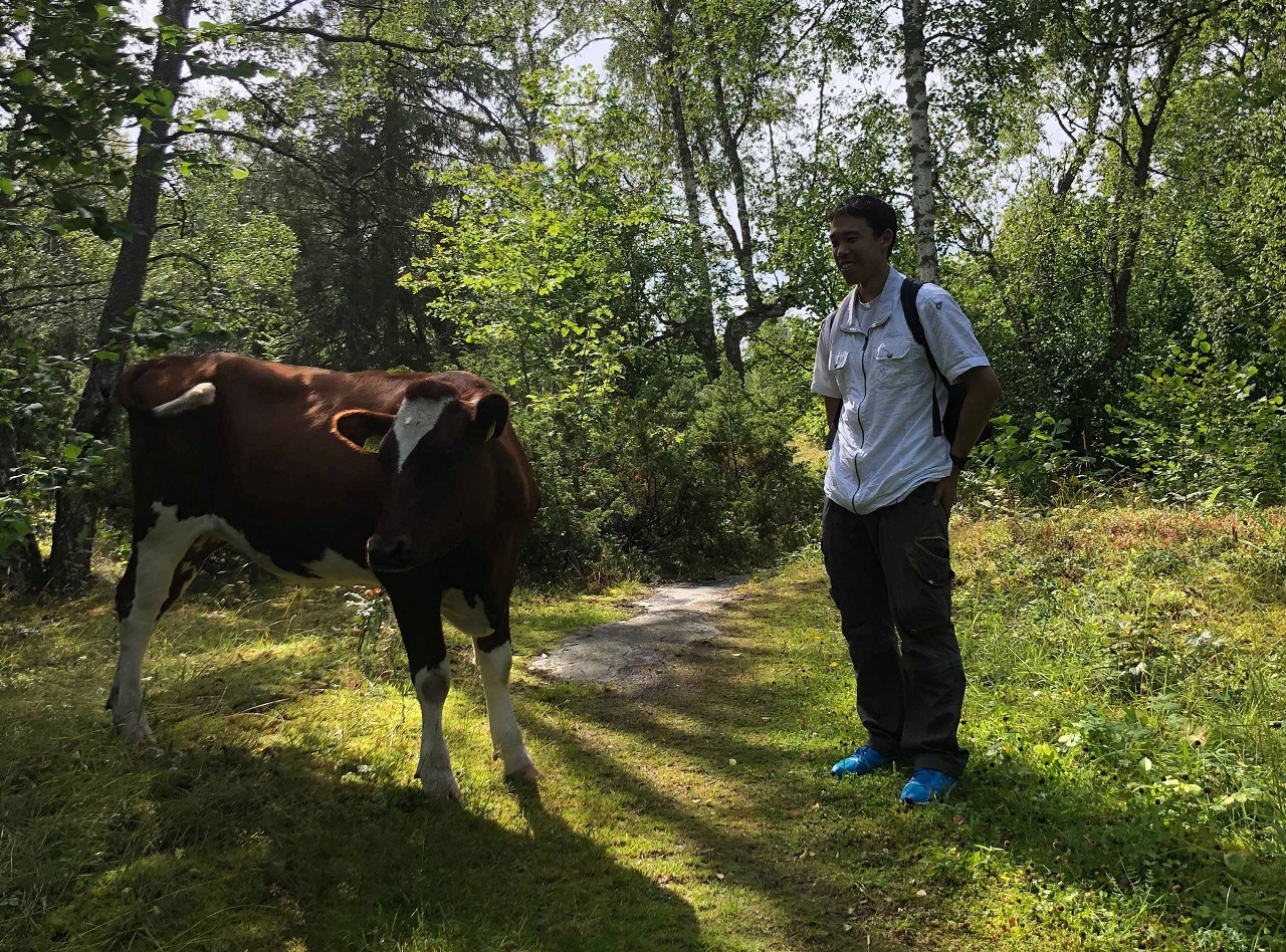 フィンランド・オーランド諸島でのハイキングにて。放し飼い状態の牛と遭遇