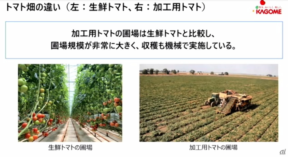 日本でイメージするトマト栽培は左の写真を浮かべる人が多いかもしれないが、生鮮トマト用。加工用トマトは右のような広大な畑で栽培されるという