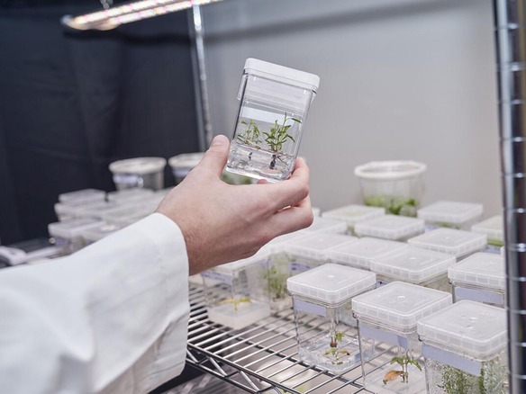 遺伝子操作で多くの炭素を取り込む樹木を開発--米Living Carbonの取り組み
