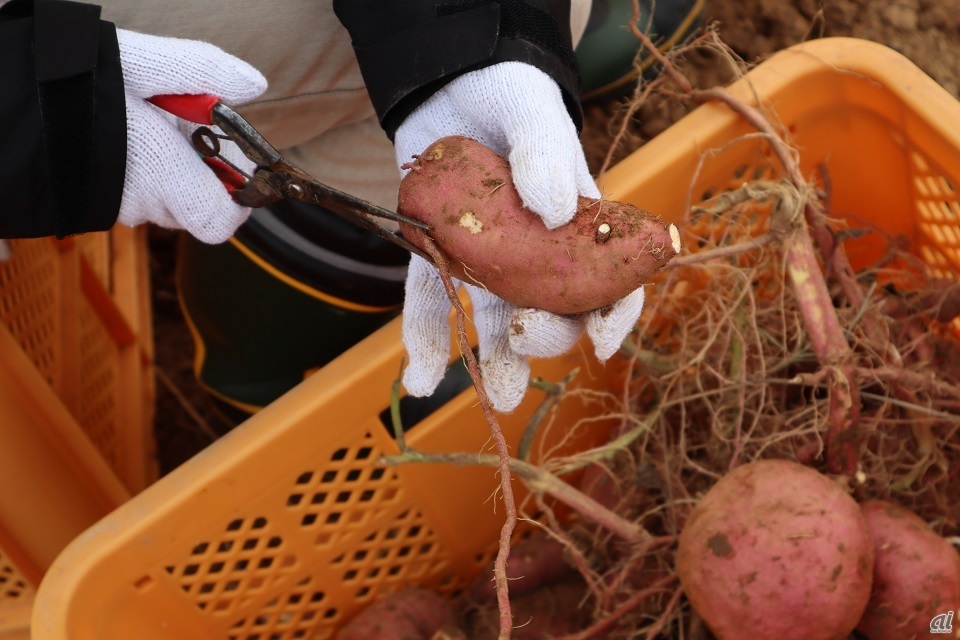 収穫したサツマ芋の形をはさみで整える