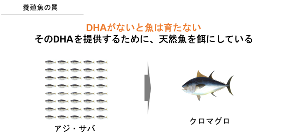 DHAがないと魚が育たないため、天然魚を餌に養殖を行っている（AlgaleX提供）