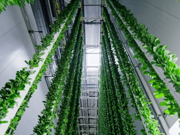 テクノロジーが農業の未来を変える--Plentyの垂直農場を見学