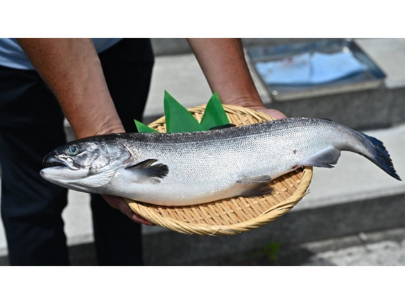NTT東日本ら、「ベニザケ」の陸上養殖に成功--通常4年を1年半で成魚に、試験販売も