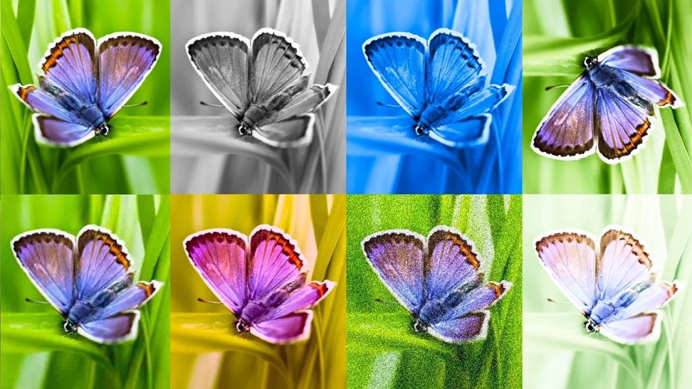 さまざまに加工された複数の蝶の写真