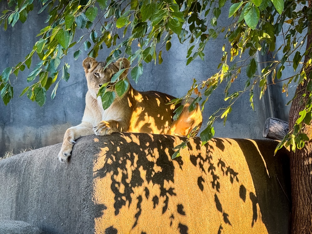 ルイビル動物園の雌ライオン。横腹に映し出されたまだらな影は、ダイナミックレンジが向上していることの証明だ。まず5倍ズームで撮影し、その後、少しトリミングした。