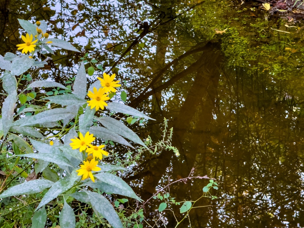 iPhone 15 Pro Maxを使い、5倍ズームで撮影した小川沿いの黄色い花。花になかなかピントが合わず、細部の描写はいまひとつだ。