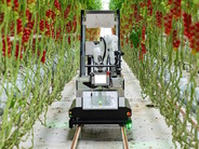 デンソーとセルトン、ミニトマトの全自動収穫ロボット–AIで熟度判定、収穫箱も交換