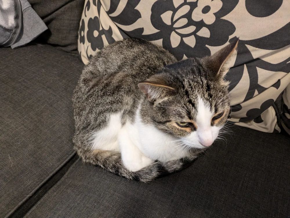 Pixel 8aで撮影した、ソファーの上で座る猫の写真